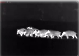 wild boar group seen using thermal optics