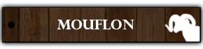 Mouflon hunting